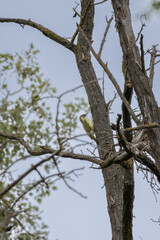 The European green woodpecker (Picus viridis) on the tree