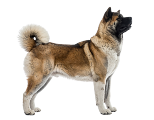  Akita Dog Standing in Profile with Fluffy Tail, Transparent Background