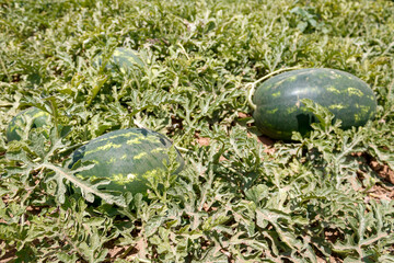 Obraz premium Watermelons growing on plantation in sunlight, Cyprus