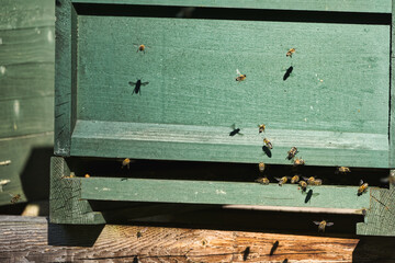 bees on a beehive