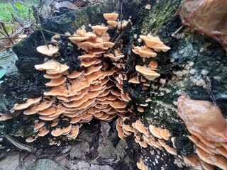 A close-up image of orange polypore mushrooms (likely Pycnoporus cinnabarinus) growing in clusters on decaying wood. These bracket fungi are commonly found on dead logs in humid forests and play a vit