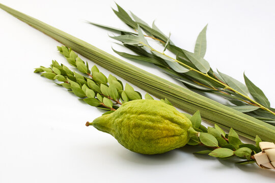 Jewish Sukkot Symbols. Traditional Sukkot symbols, including etrog and lulav