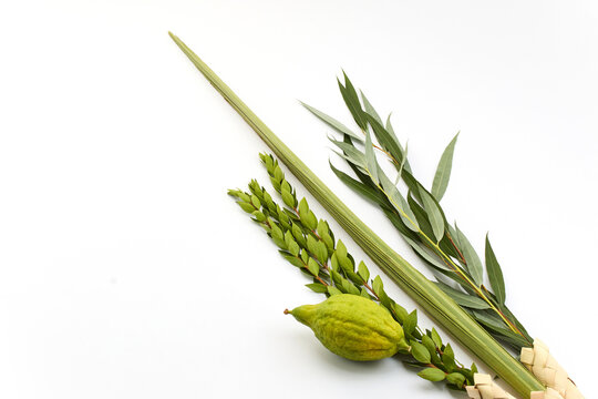 Jewish Sukkot Symbols. Traditional Sukkot symbols, including etrog and lulav