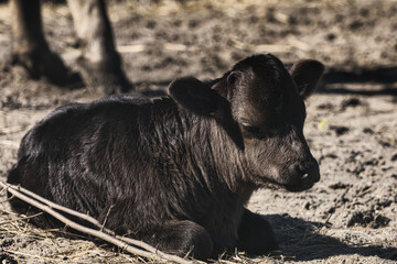 Small calf of a cow Wild Wildlife Cute Animal
