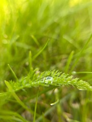 Water droplet on a grass blade in the morning