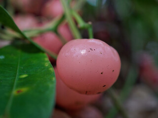 Three-lobed cluster cayratia mollissima is a plant in the grape family.