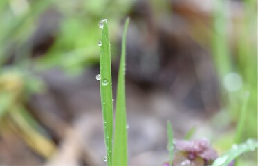 Dew drops on the blade of grass. Shallow depth of field