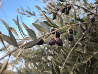 olives on a tree