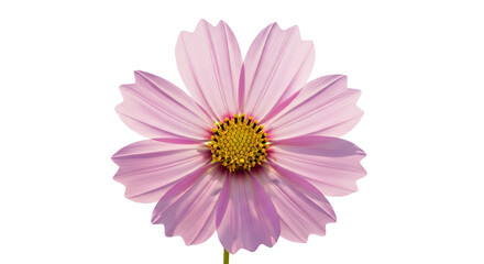 Pink Cosmos Flower Against Black Background