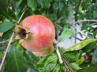 pomegranate on tree