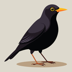 Un oiseau noir mâle en Angleterre