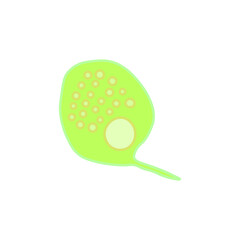 Phacus Protozoa 