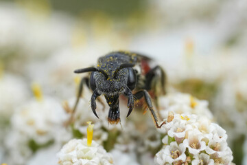 Closeup on a vibrant red colored bloodbee, Sphecodes species on a white yarrow flower