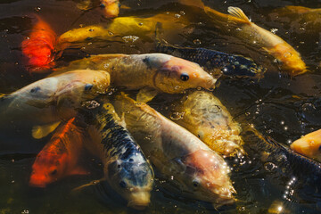fish in the water carp