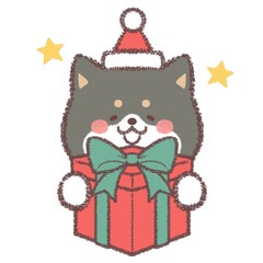 クリスマスプレゼントをもらって喜ぶ黒柴犬