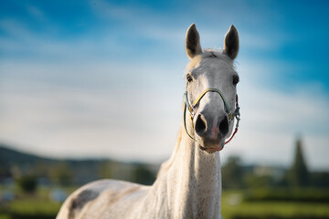 portrait of a horse © Grzegorz
