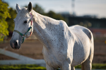 white horse portrait