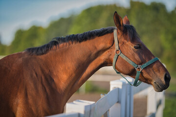 portrait of a horse © Grzegorz