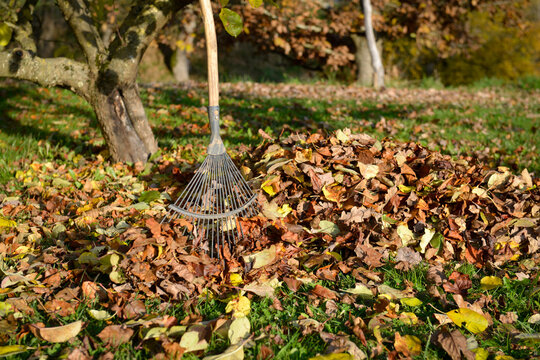 R&acirc;teau ou balai &agrave; feuilles au milieu d'un tas de feuilles mortes au pied d'un arbre sur la pelouse en automne, vue large