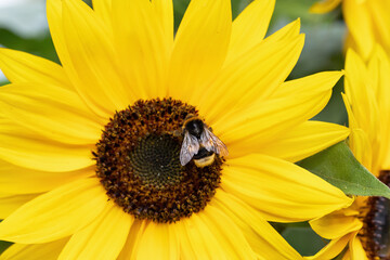 Adult bumblebee queen feeds on a sunflower in fall.