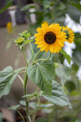 Common sunflower (Helianthus anuus) in bloom.