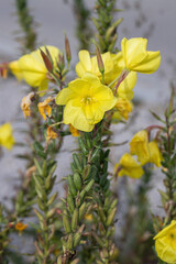 Yellow blossom of an evening-primrose (Oenothera biennis). Detail shot. Typical vegetation on waysides.