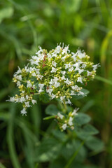 White form of oregano (Origanum vulgare).