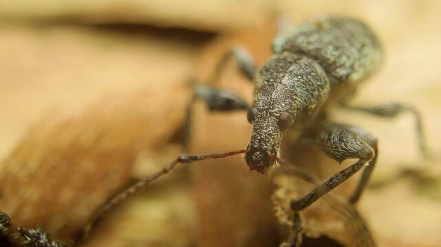 Extreme close-up of a green nettle weevil (Phyllobius pomaceus), which is a species of short-nosed weevil. September 28, 2025, Vilnius, Lithuania 