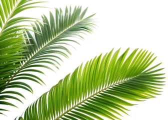 Palm fronds isolated on transparent background create a tropical vibe