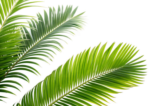 Palm fronds isolated on transparent background create a tropical vibe