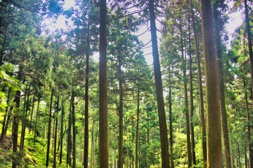 Fototapeta premium 賤ヶ岳 風景