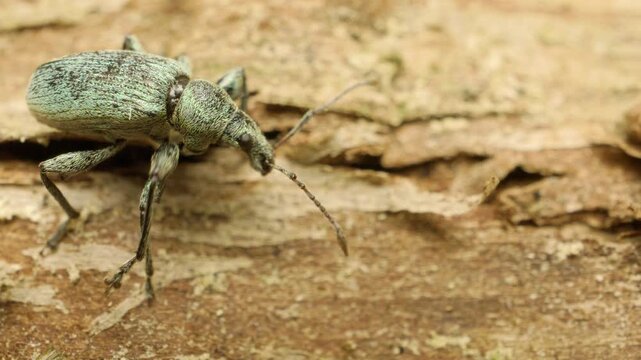 Close-up of a green nettle weevil (Phyllobius pomaceus), a species of sClose-up of a green nettle weevil (Phyllobius pomaceus), a species of short-nosed weevil.September 28, 2025, Vilnius, Lithuani