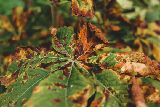 Close-up of chestnut leaves with brown yellow spots. Artistic autumn photo with leaves of different degrees of wilting and brightness of color. High quality photo