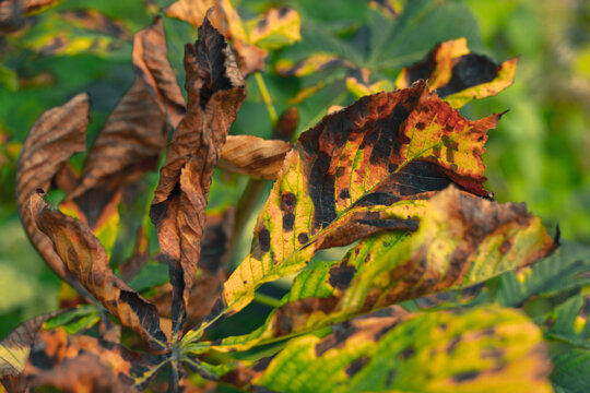 Close-up of chestnut leaves with brown yellow spots. Artistic autumn photo with leaves of different degrees of wilting and brightness of color. High quality photo