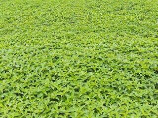 秋の野原に生えるエノキ草