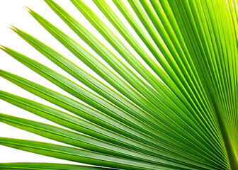 Obraz premium Close up of green palm leaf isolated on transparent background, tropical plant