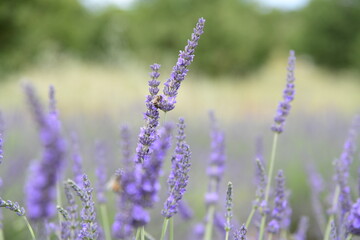 Champs de lavandes de Valensole à l'été juste avant la récolte. 