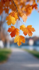 Close-Up Of Orange Maple Leaves Illuminated By Sunlight With A Blurred Pathway Background And Sky