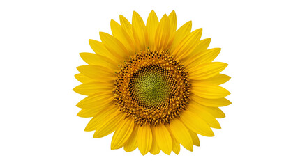 Fototapeta premium Vibrant Sunflower Blooming Isolated on Transparent Background