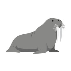 Fototapeta premium Walrus isolated on a white background.