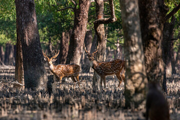 Spotted Deer in a Mangrove Forest. Sundarban is the natural habitat of the world's Royal Bengal Tiger. Deer is very common in the Soundarbans. Ecotourism and wildlife sanctuary in the Sundarbans.