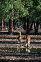 Spotted Deer in a Mangrove Forest. Sundarban is the natural habitat of the world's Royal Bengal Tiger. Deer Drinking Water in a Forest. Ecotourism and wildlife sanctuary in the Sundarbans.