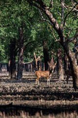 Spotted Deer in a Mangrove Forest. Sundarban is the natural habitat of the world's Royal Bengal Tiger. Deer is very common in the Soundarbans. Ecotourism and wildlife sanctuary in the Sundarbans.