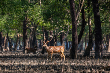 Spotted Deer in a Mangrove Forest. Sundarban is the natural habitat of the world's Royal Bengal Tiger. Deer is very common in the Soundarbans. Ecotourism and wildlife sanctuary in the Sundarbans.