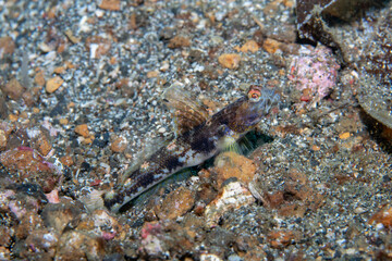 Fan Shrimpgoby Tomiyamichthys latruncularius, Lembeh Indonesia