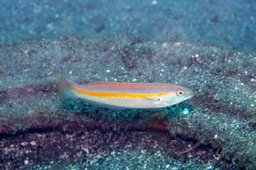 Cutribbon Wrasse Stethojulis interrupta, Lembeh Indonesia