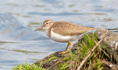 black headed gull