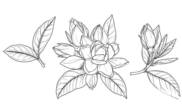 Botanical drawing of gardenia flowers and leaves.  Detailed line art