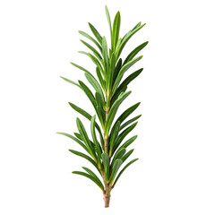 Fototapeta premium Fresh rosemary isolated on transparent background