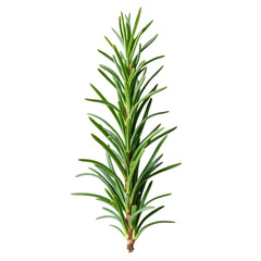 Fototapeta premium Fresh rosemary isolated on transparent background